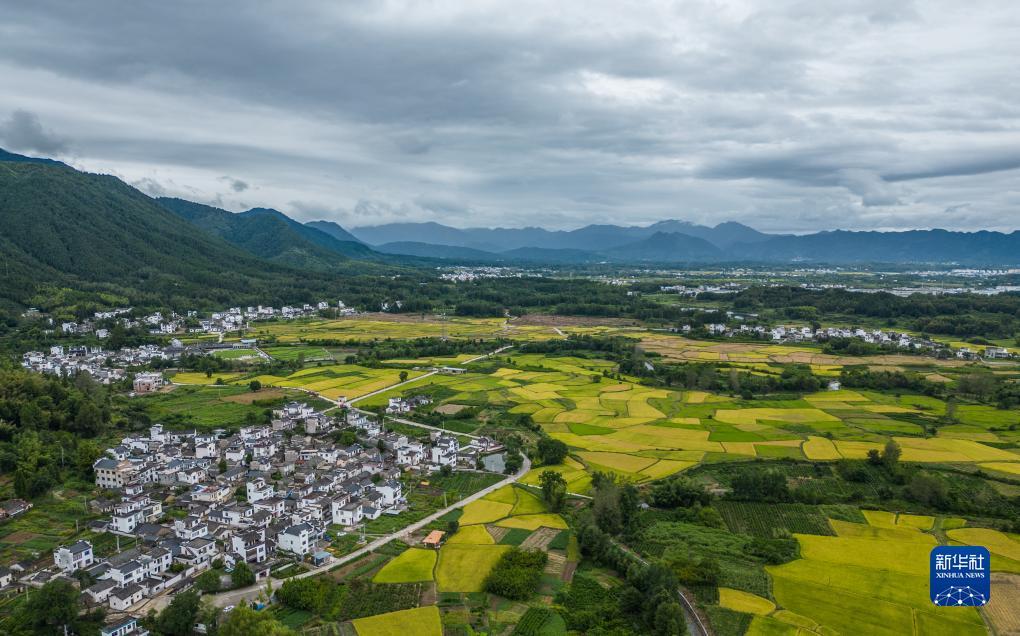 牛牛金花平台